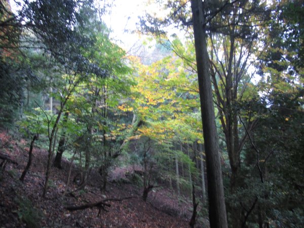 登山道